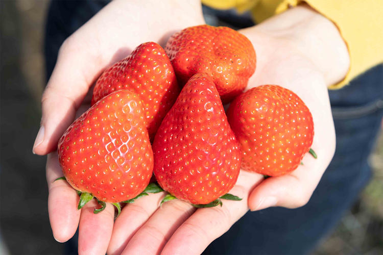 Japan strawberries