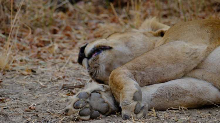 KuKaya safari camp