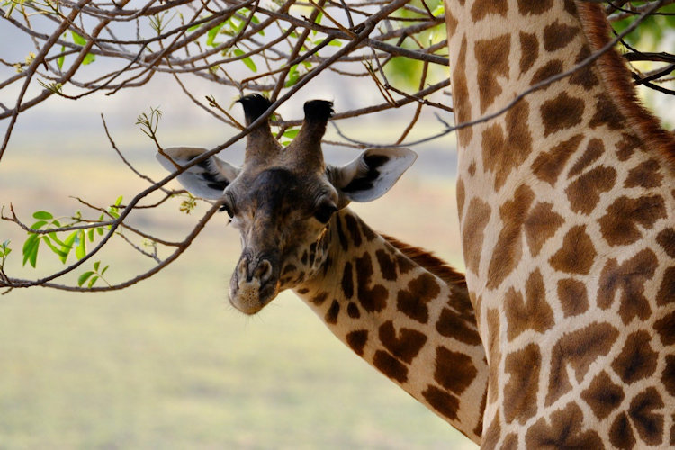 KuKaya safari camp