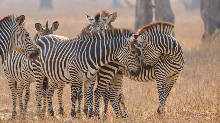 KuKaya safari camp