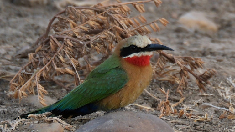 KuKaya safari camp