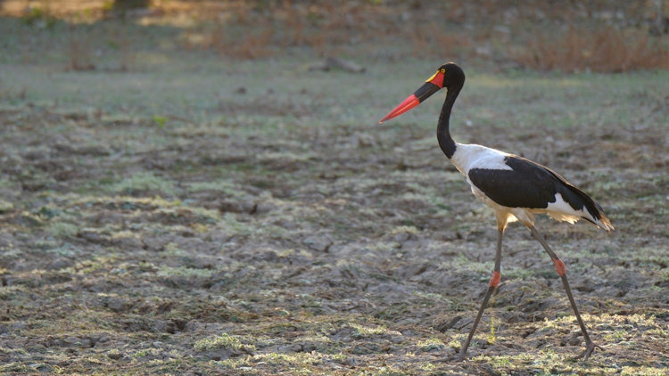 KuKaya safari camp