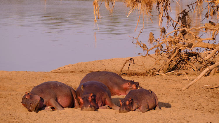 KuKaya safari camp