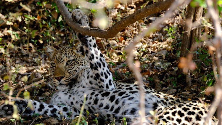 KuKaya safari camp