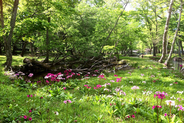 Springtime in Japan