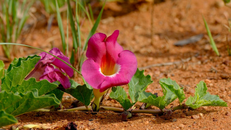 Welgevonden flowers