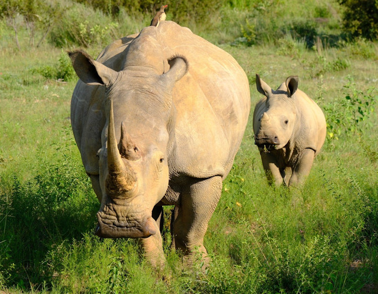Welgevonden rhinos