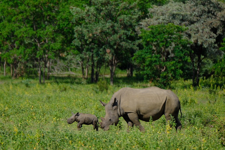 Welgevonden rhinos