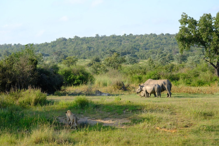 Welgevonden rhinos