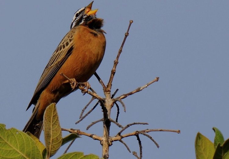 Welgevonden bird