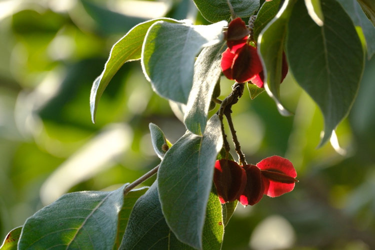 Welgevonden plants