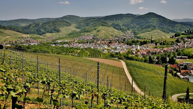 vineyards