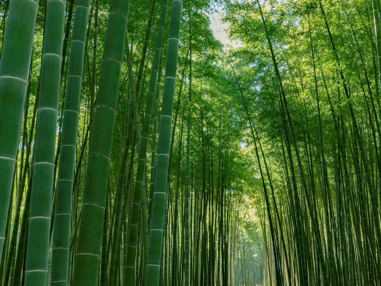 Wakayama Farm bamboo forest