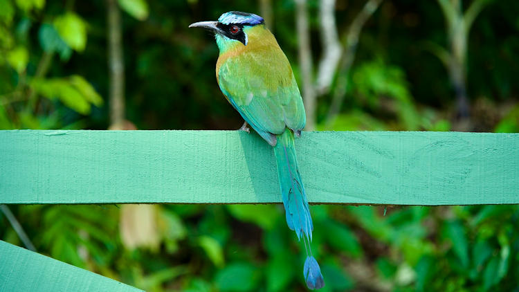 colorful bird in Monteverde Cloud Forest Reserve 
