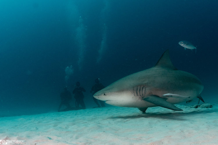 scuba diving shark