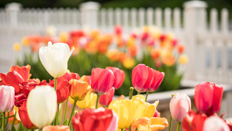 The Weston spring tulips 