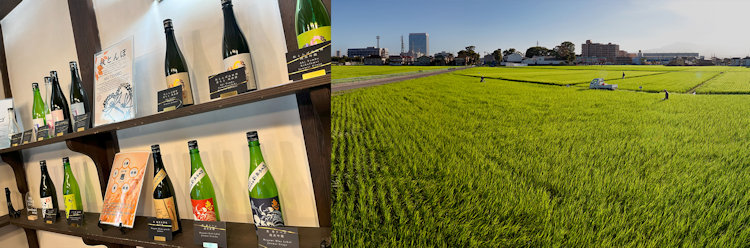 Izumibashi Sake Brewery Tasting Tour 