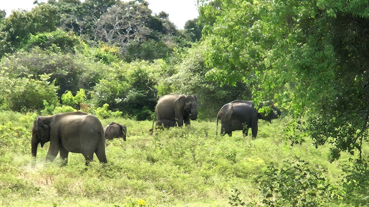 Sri Lanka wildlife