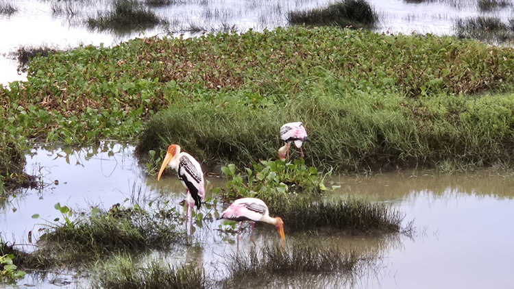 Sri Lanka birdwatching