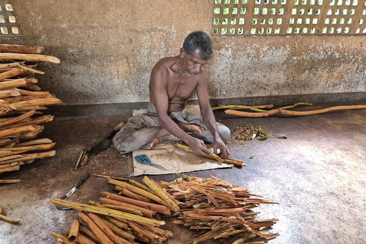 Sri Lanka cinnamon