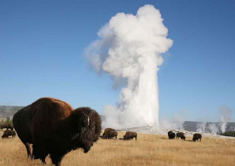 yellowstone
