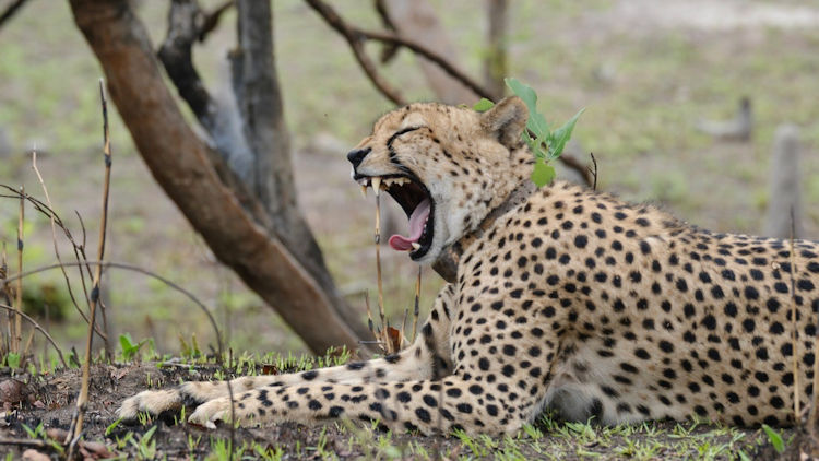 Lolelunga Private Reserve