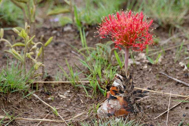 Lolelunga Private Reserve