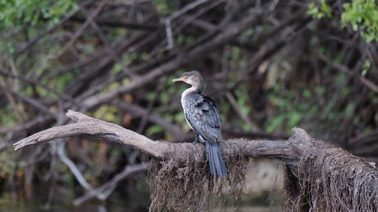 Lolelunga Private Reserve