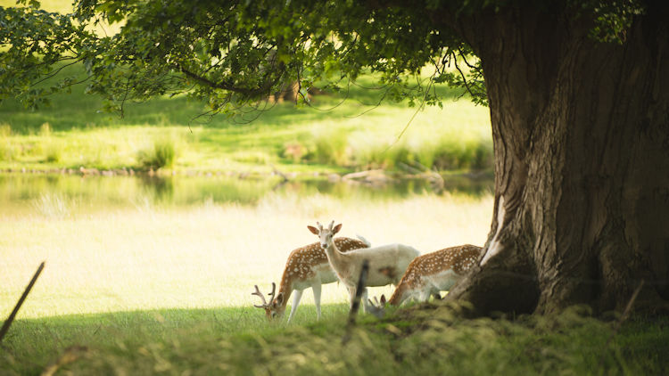 fallow deer