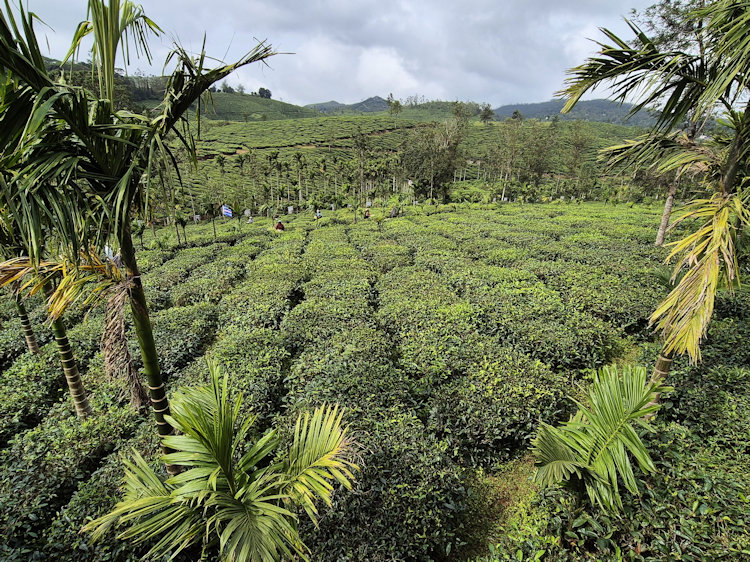 Tea plantation in Kerala