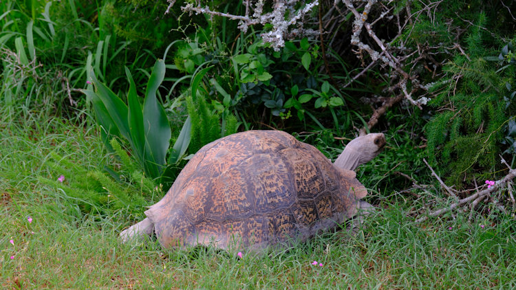 Shamwari tortoise