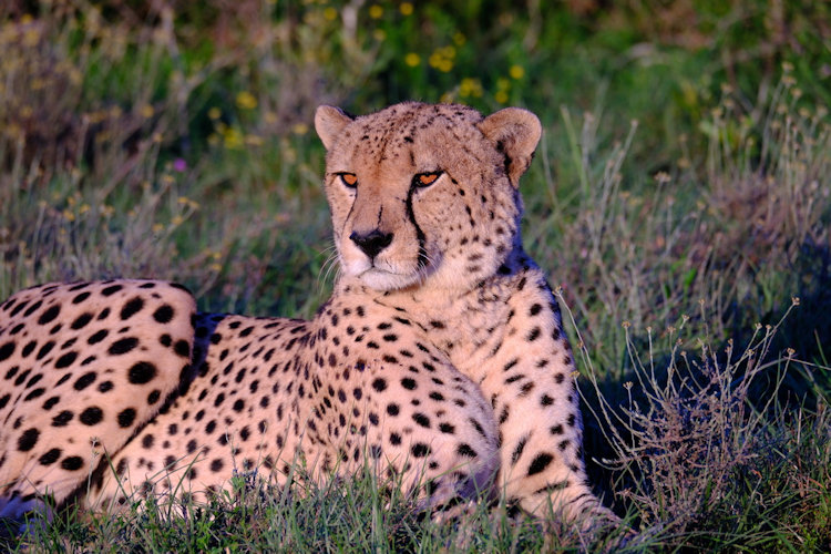 Shamwari leopard