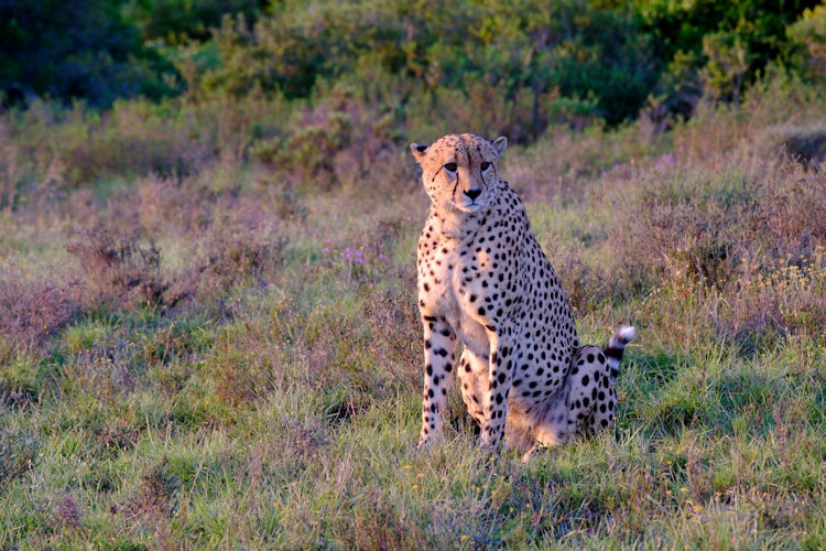 Shamwari leopard baby