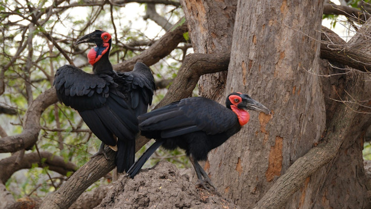 Southern ground hornbill