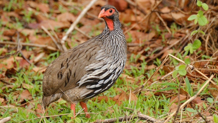 Red-necked spurfowl