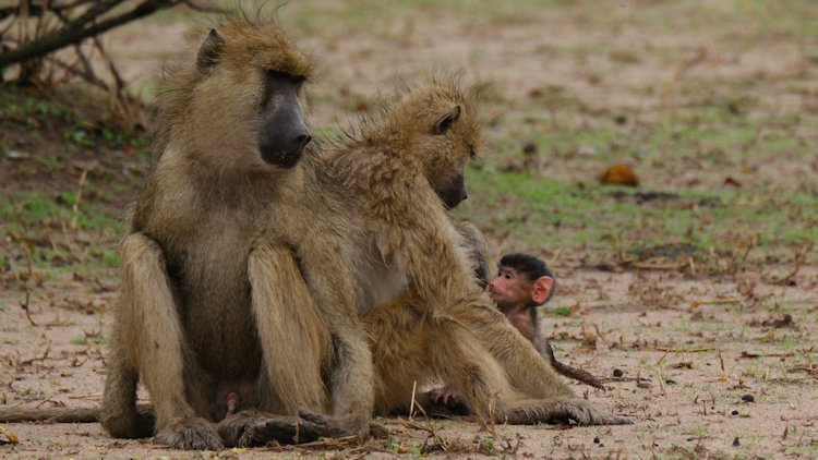Yellow Baboon