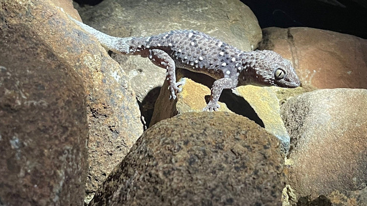 Spotted thick-toed gecko