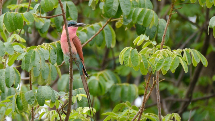 Immature Southern carmine bee-eater