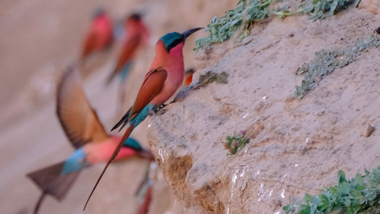 Southern carmine bee-eaters nesting in the river bank