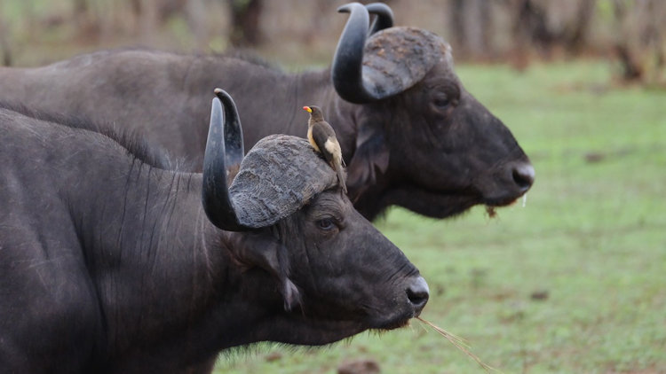 African buffalo