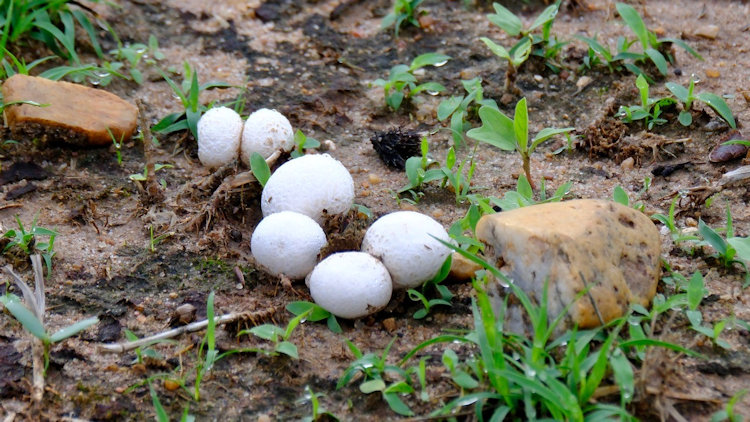 Mushrooms pop up after the rains