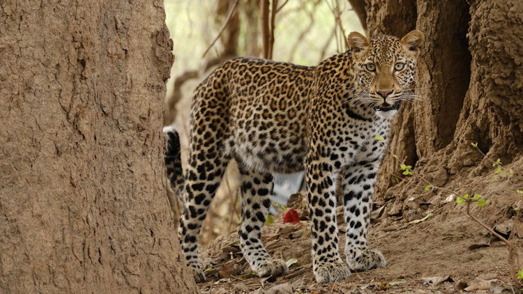 Female leopard