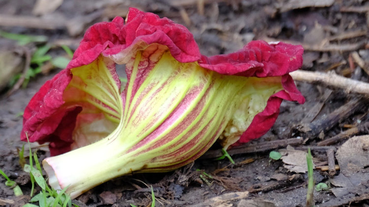 Flower of a Sausage tree (Kigelia africana)