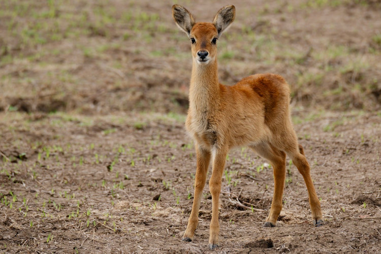 Puku calf