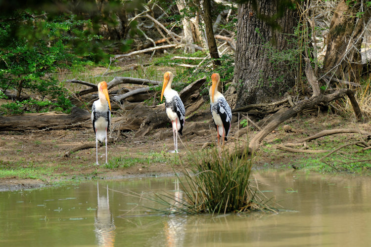 birds