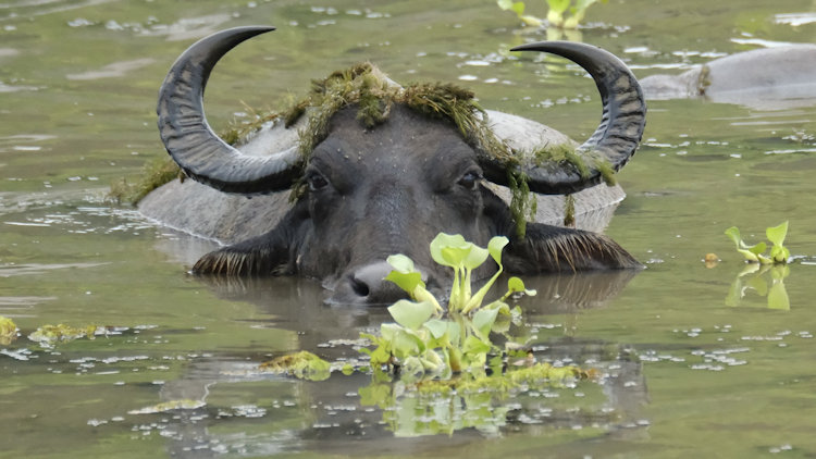 Sri Lanka leopard safari - water buffalo