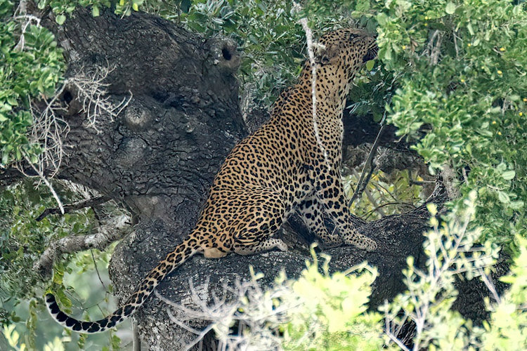 Sri Lanka leopard safari