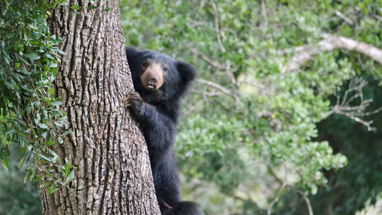 Sri Lanka leopard safari - bear
