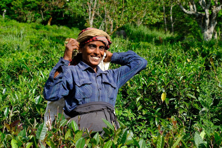 Sri Lanka tea plantation