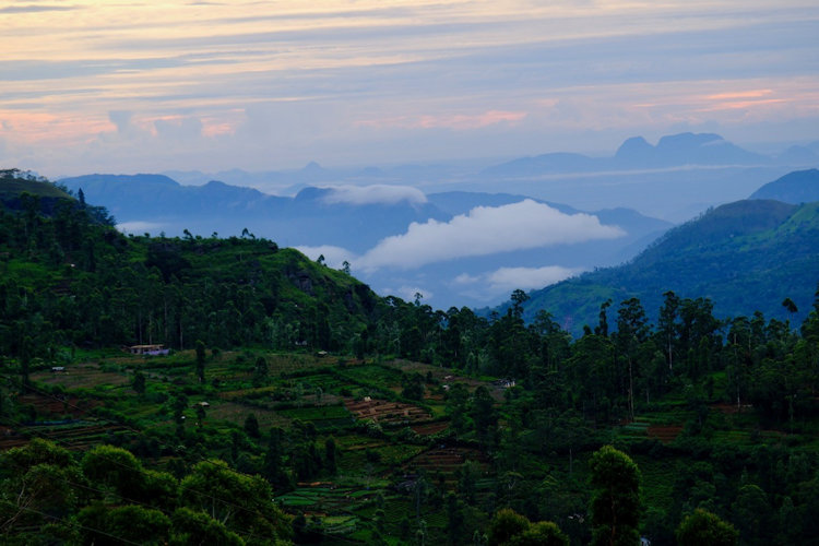 Sri Lanka tea plantation